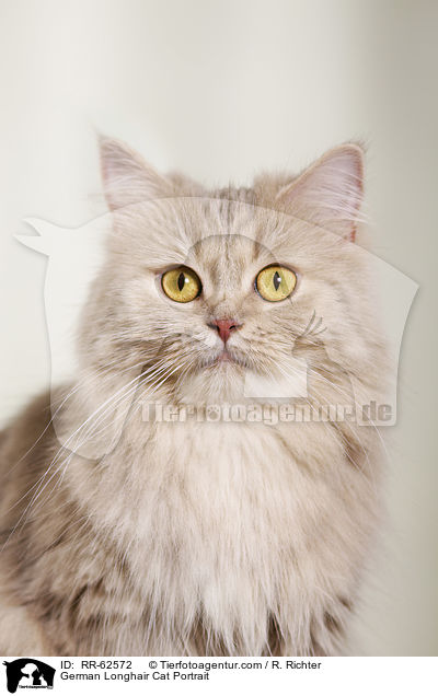 Deutsch Langhaar Portrait / German Longhair Cat Portrait / RR-62572