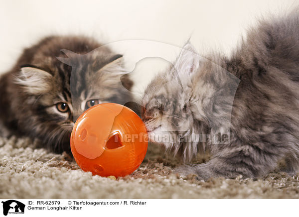 Deutsch Langhaar Ktzchen / German Longhair Kitten / RR-62579