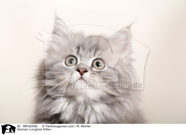 Deutsch Langhaar Ktzchen / German Longhair Kitten / RR-62589