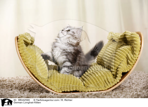Deutsch Langhaar Ktzchen / German Longhair Kitten / RR-62590
