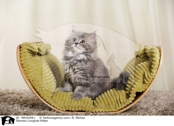 Deutsch Langhaar Ktzchen / German Longhair Kitten / RR-62591