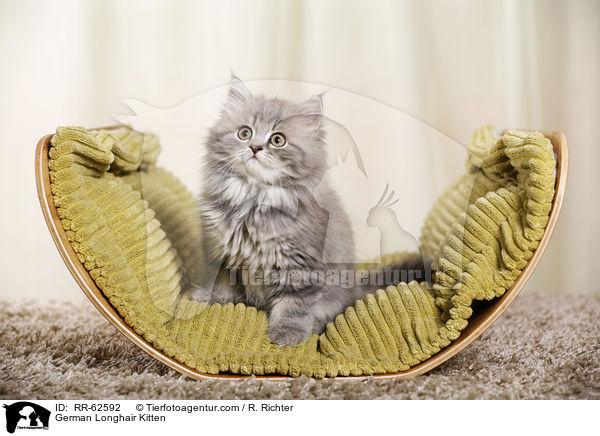 Deutsch Langhaar Ktzchen / German Longhair Kitten / RR-62592