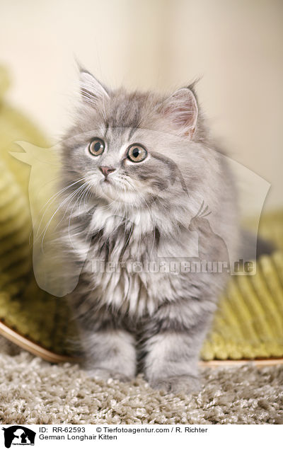 Deutsch Langhaar Ktzchen / German Longhair Kitten / RR-62593