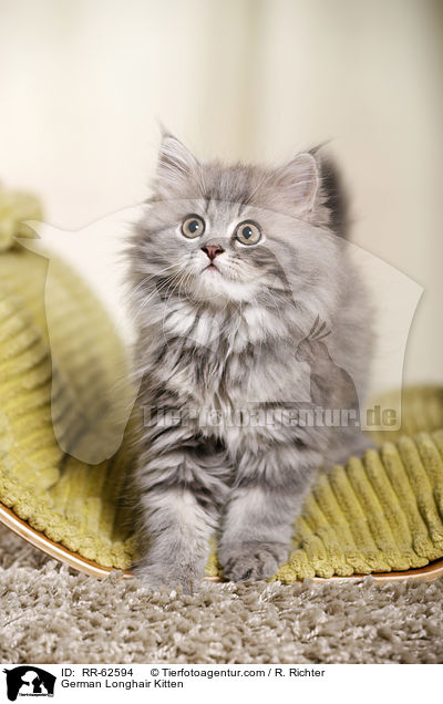 Deutsch Langhaar Ktzchen / German Longhair Kitten / RR-62594