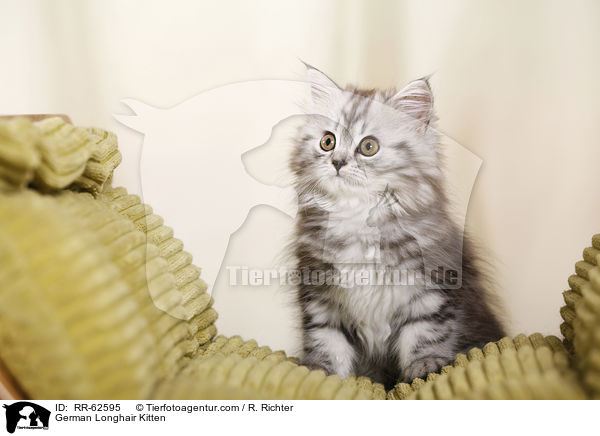 Deutsch Langhaar Ktzchen / German Longhair Kitten / RR-62595