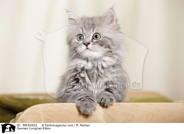 Deutsch Langhaar Ktzchen / German Longhair Kitten / RR-62602