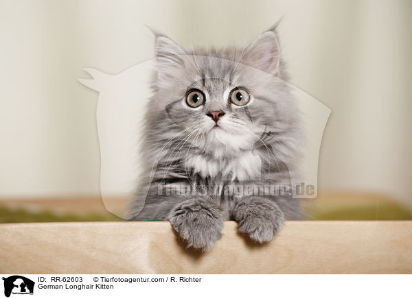 Deutsch Langhaar Ktzchen / German Longhair Kitten / RR-62603