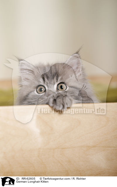 Deutsch Langhaar Ktzchen / German Longhair Kitten / RR-62605