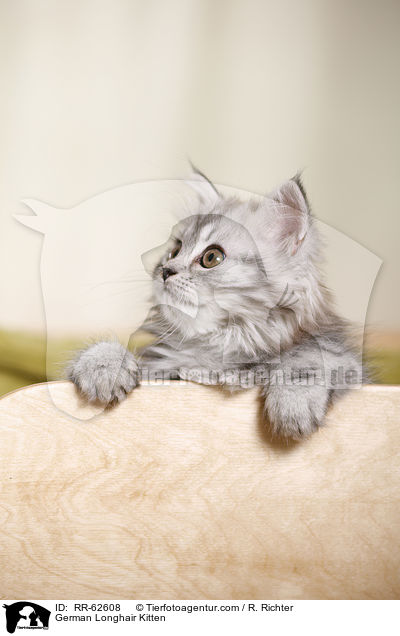 Deutsch Langhaar Ktzchen / German Longhair Kitten / RR-62608