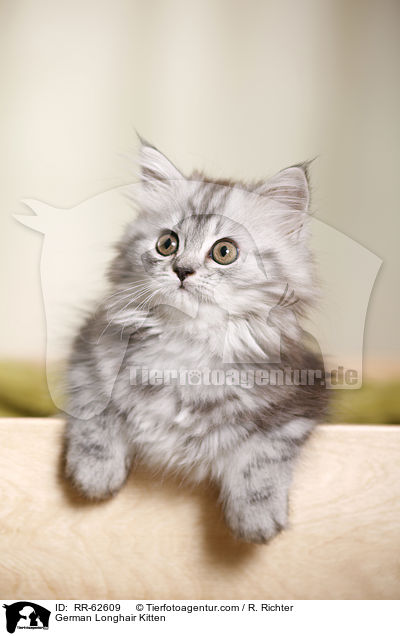 Deutsch Langhaar Ktzchen / German Longhair Kitten / RR-62609