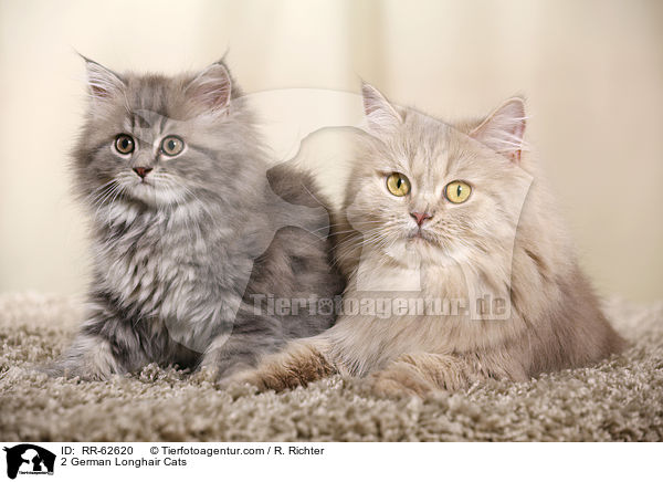 2 Deutsch Langhaar / 2 German Longhair Cats / RR-62620