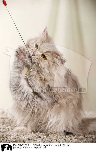 spielende Deutsch Langhaar / playing German Longhair Cat / RR-62629