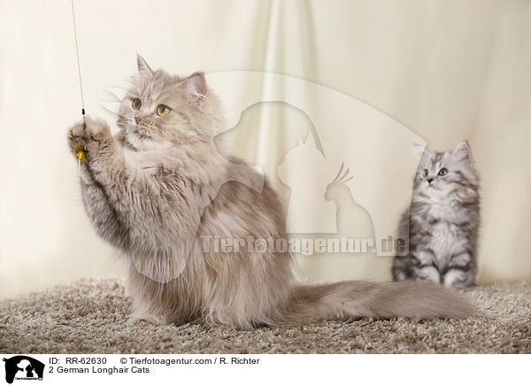 2 Deutsch Langhaar / 2 German Longhair Cats / RR-62630