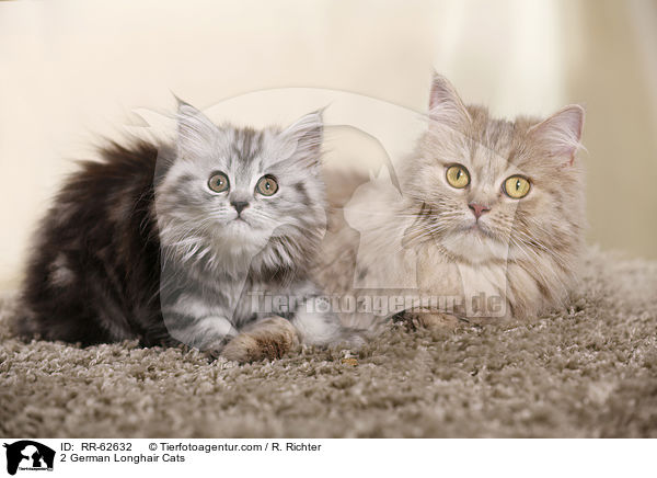 2 Deutsch Langhaar / 2 German Longhair Cats / RR-62632