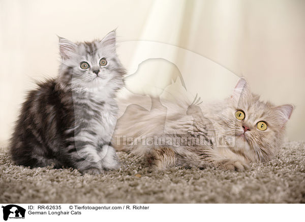 Deutsch Langhaar / German Longhair Cats / RR-62635