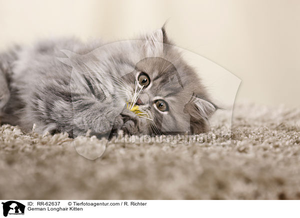 Deutsch Langhaar Ktzchen / German Longhair Kitten / RR-62637