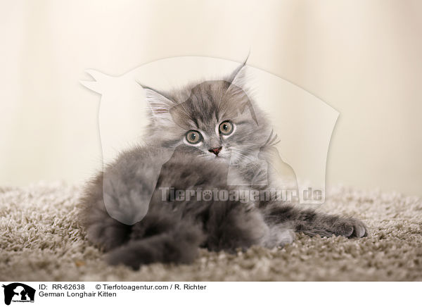 Deutsch Langhaar Ktzchen / German Longhair Kitten / RR-62638