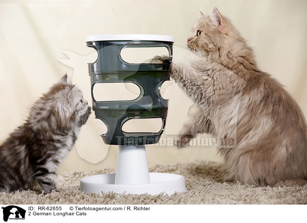2 Deutsch Langhaar / 2 German Longhair Cats / RR-62655
