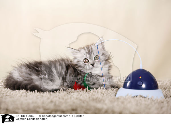 Deutsch Langhaar Ktzchen / German Longhair Kitten / RR-62662
