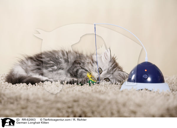 Deutsch Langhaar Ktzchen / German Longhair Kitten / RR-62663