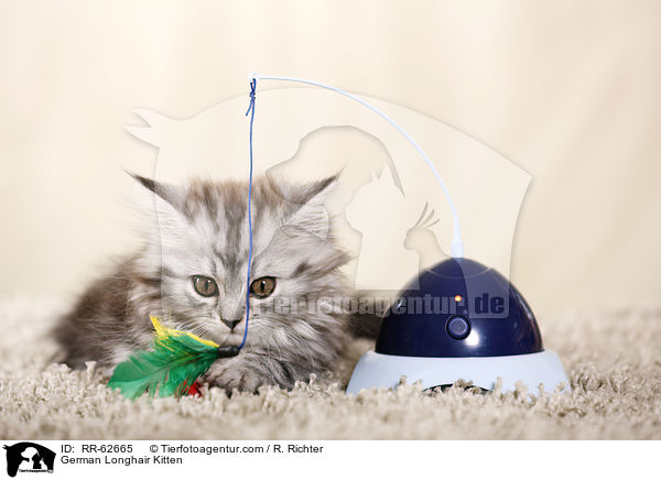 Deutsch Langhaar Ktzchen / German Longhair Kitten / RR-62665