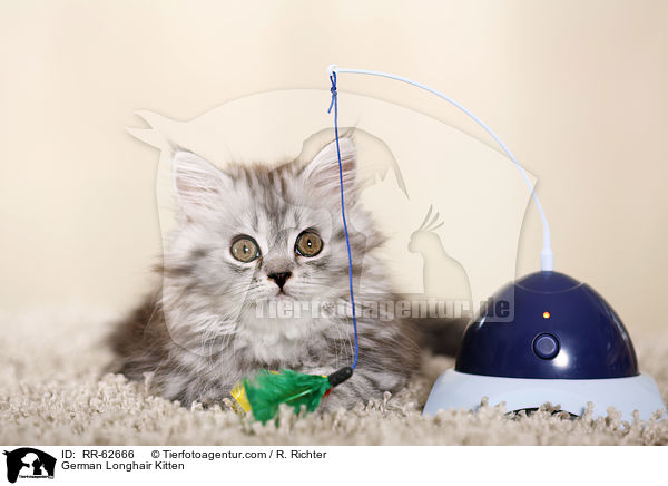 Deutsch Langhaar Ktzchen / German Longhair Kitten / RR-62666