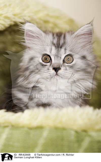 Deutsch Langhaar Ktzchen / German Longhair Kitten / RR-62668