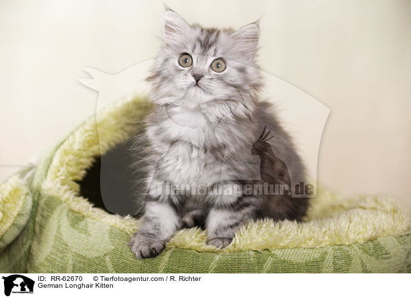 Deutsch Langhaar Ktzchen / German Longhair Kitten / RR-62670