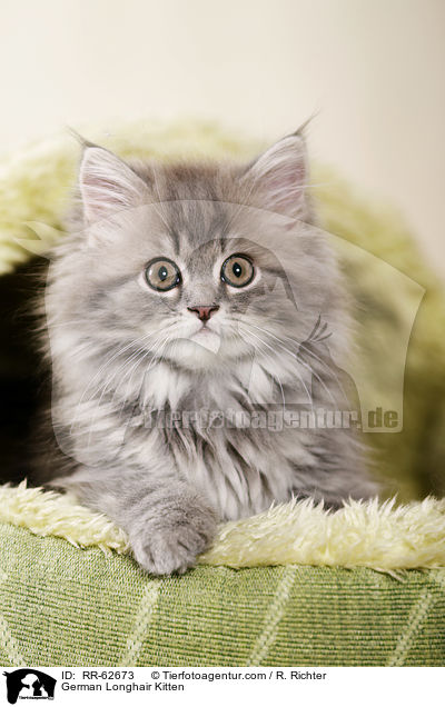 Deutsch Langhaar Ktzchen / German Longhair Kitten / RR-62673