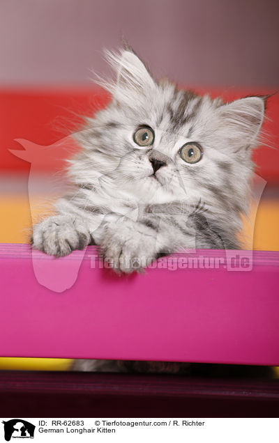 Deutsch Langhaar Ktzchen / German Longhair Kitten / RR-62683