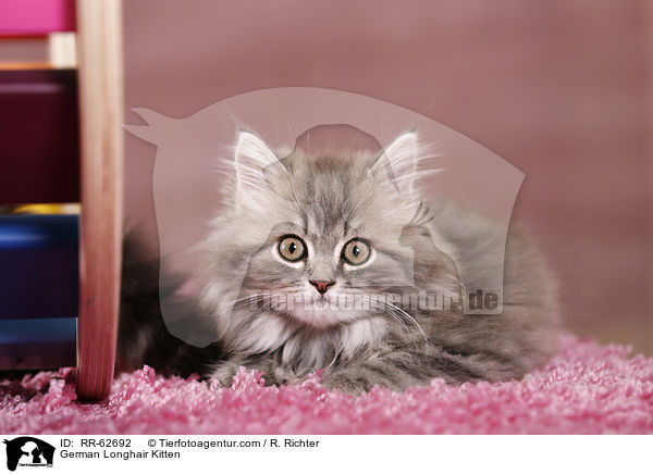 Deutsch Langhaar Ktzchen / German Longhair Kitten / RR-62692