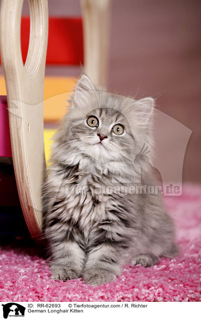 Deutsch Langhaar Ktzchen / German Longhair Kitten / RR-62693