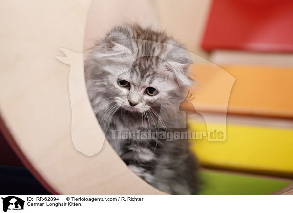 Deutsch Langhaar Ktzchen / German Longhair Kitten / RR-62894
