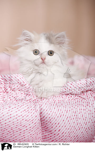Deutsch Langhaar Ktzchen / German Longhair Kitten / RR-62905