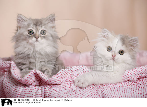 Deutsch Langhaar Ktzchen / German Longhair Kitten / RR-62910