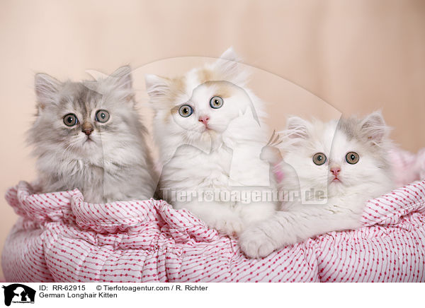Deutsch Langhaar Ktzchen / German Longhair Kitten / RR-62915