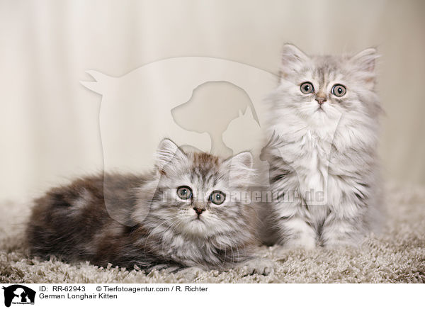 Deutsch Langhaar Ktzchen / German Longhair Kitten / RR-62943