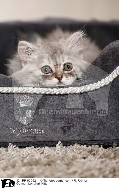 Deutsch Langhaar Ktzchen / German Longhair Kitten / RR-62952