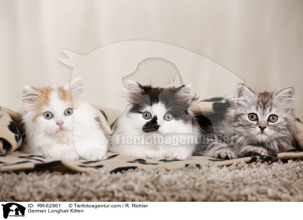 Deutsch Langhaar Ktzchen / German Longhair Kitten / RR-62961