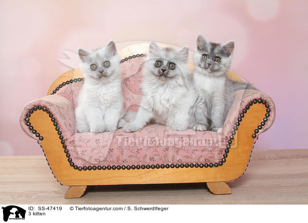 3 Ktzchen / 3 kitten / SS-47419