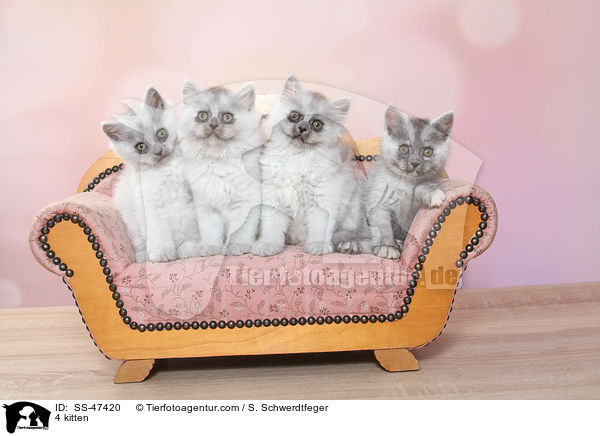 4 Ktzchen / 4 kitten / SS-47420