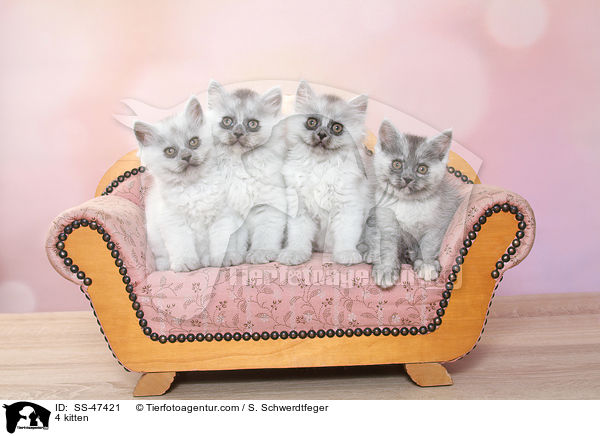 4 Ktzchen / 4 kitten / SS-47421