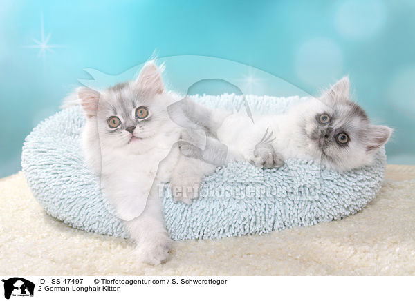 2 Deutsch Langhaar Ktzchen / 2 German Longhair Kitten / SS-47497