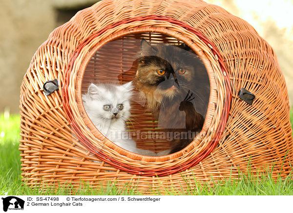 2 Deutsch Langhaar / 2 German Longhair Cats / SS-47498