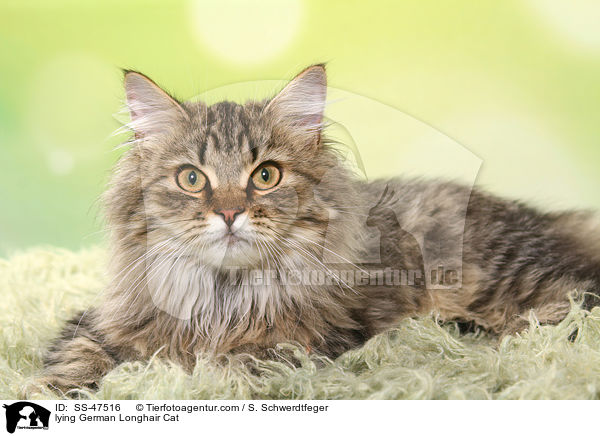 liegende Deutsch Langhaar / lying German Longhair Cat / SS-47516