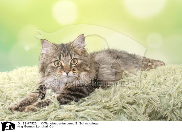 liegende Deutsch Langhaar / lying German Longhair Cat / SS-47520