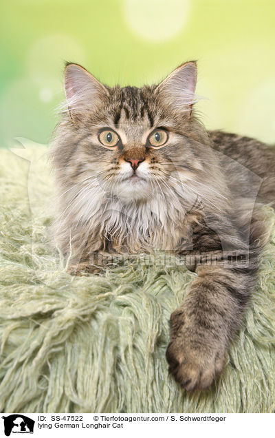 liegende Deutsch Langhaar / lying German Longhair Cat / SS-47522