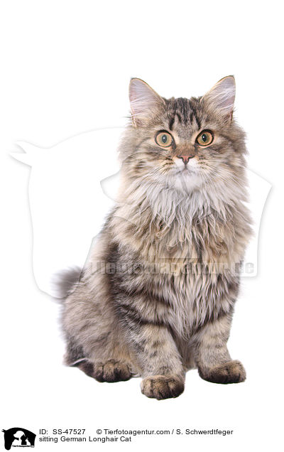 sitzende Deutsch Langhaar / sitting German Longhair Cat / SS-47527