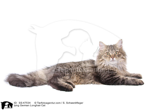 liegende Deutsch Langhaar / lying German Longhair Cat / SS-47534