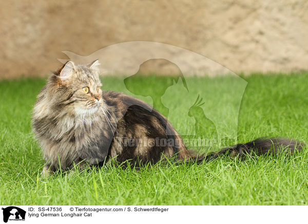 liegende Deutsch Langhaar / lying German Longhair Cat / SS-47536